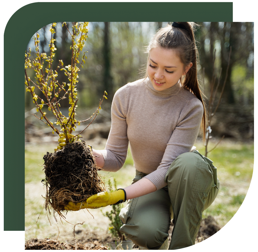 Plantar un árbol