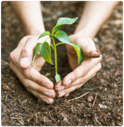 Cultivando la vida: el nacimiento de una nueva planta